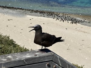 A bird standing on a wooden railing near a beach with the ocean in the background.