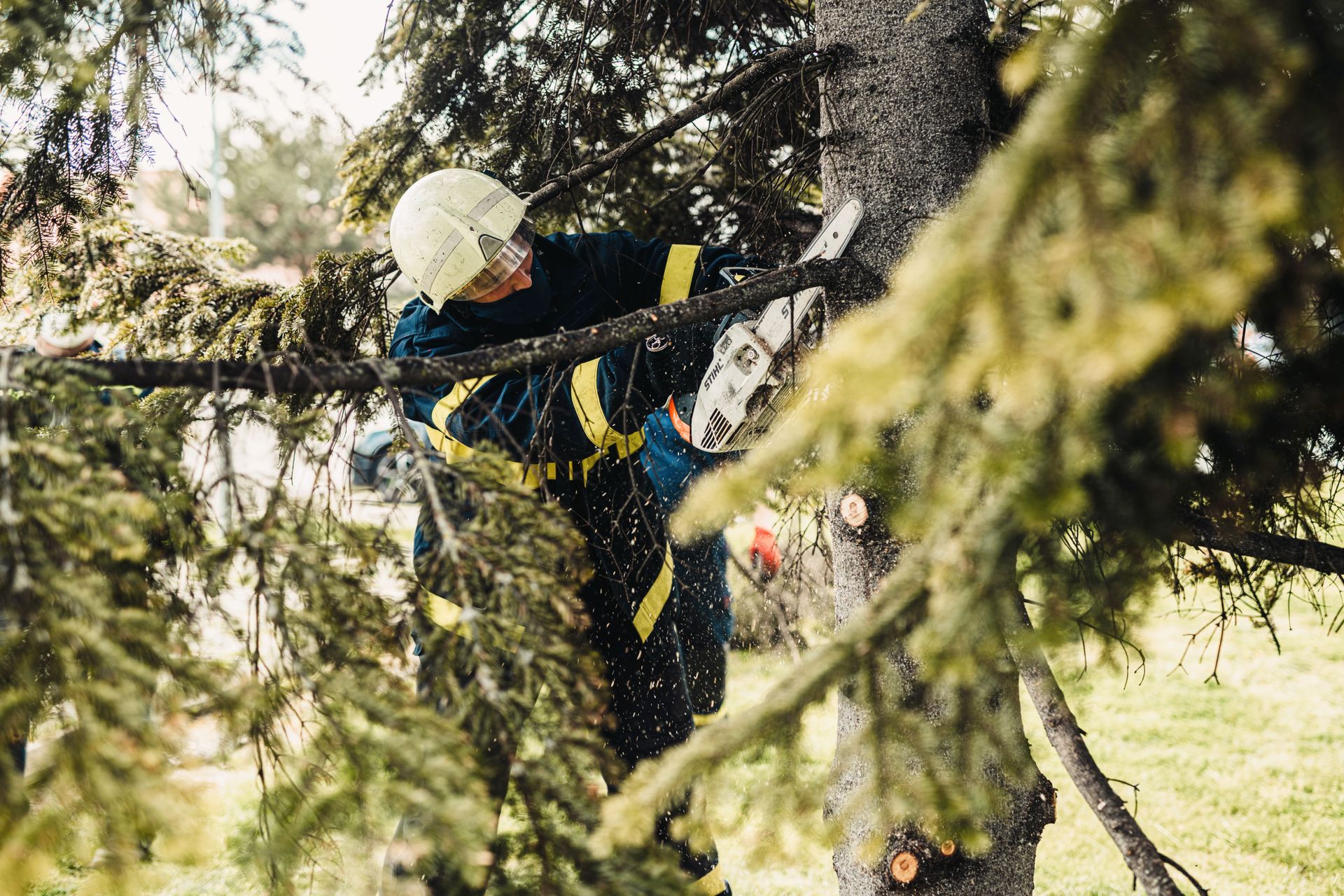 Tree services tenders are won on the risk assessment, not the résumé.