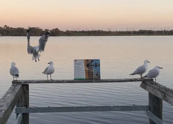 Seagulls perched on a wooden railing by a lake at sunset.