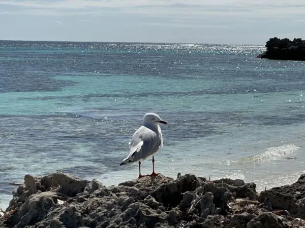 A seagull standing on rocks near a turquoise ocean shore.