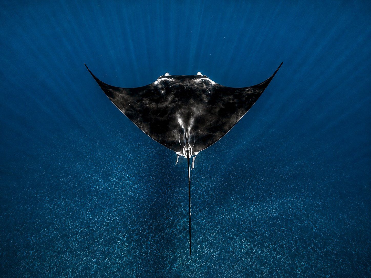 A manta ray swimming underwater in the ocean.