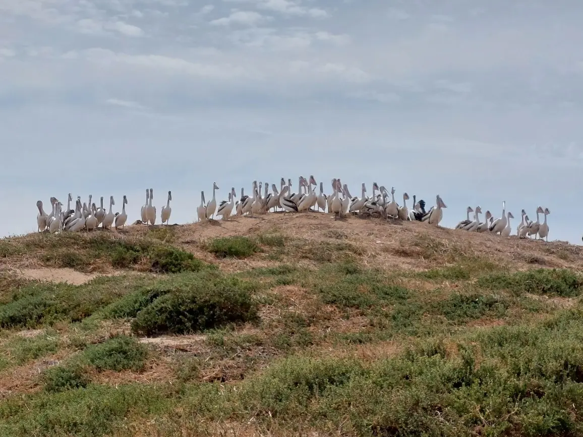 A group of birds gathered on a grassy hill under a cloudy sky.