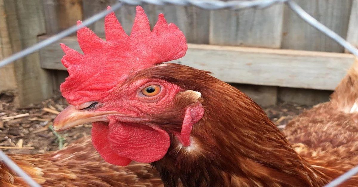 Chicken-eye