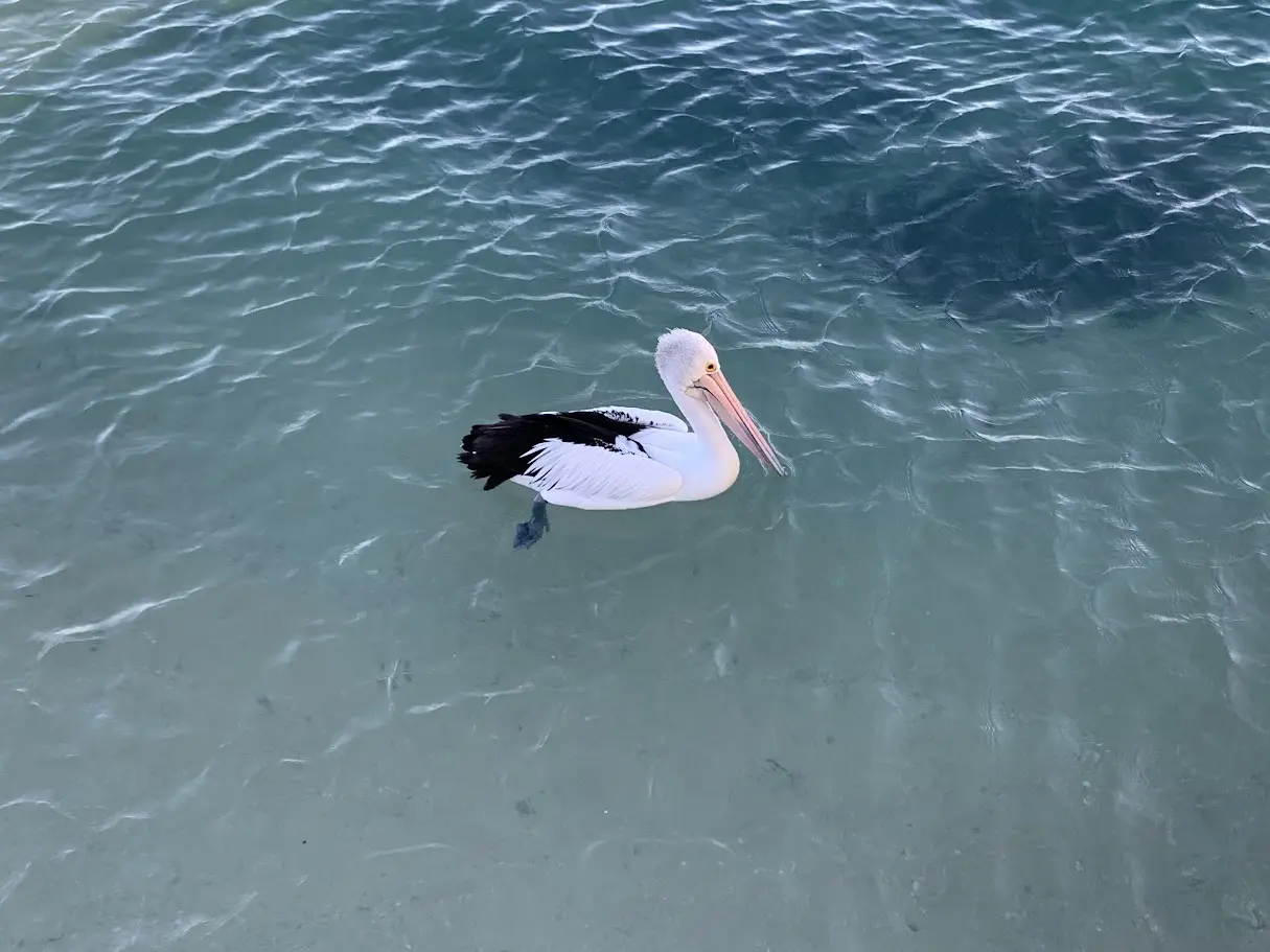 A pelican swimming in clear blue water.