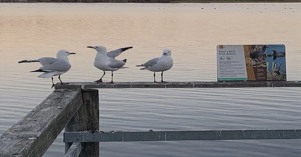 Seagulls on railing by lake at sunset.