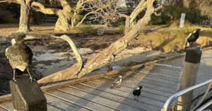 Australian magpies on a wooden boardwalk in nature.