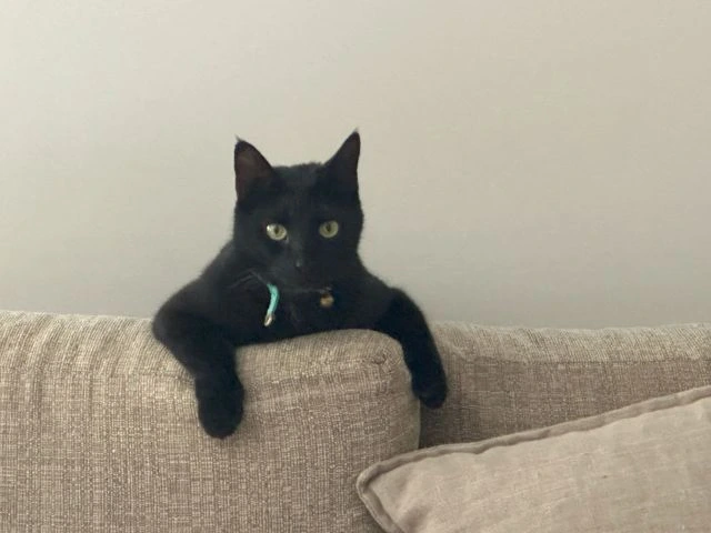 jasper looking Black cat lounging on sofa backrest.