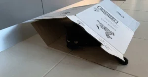 Black cat hiding inside a cardboard box