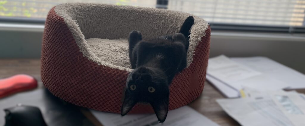 Cat, upside down, on a desk surrounded by paperwork to show uncertainty.