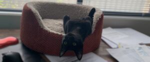 Cat, upside down, on a desk surrounded by paperwork to show uncertainty.