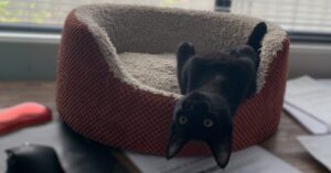 Cat, upside down, on a desk surrounded by paperwork to show uncertainty.